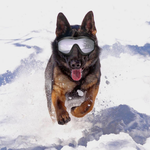 Protective Dog Goggles