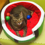 Watermelon Plush Dog and Cat Bed