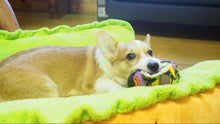 Load image into Gallery viewer, Hotdog Pet Bed
