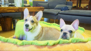 Hotdog Pet Bed